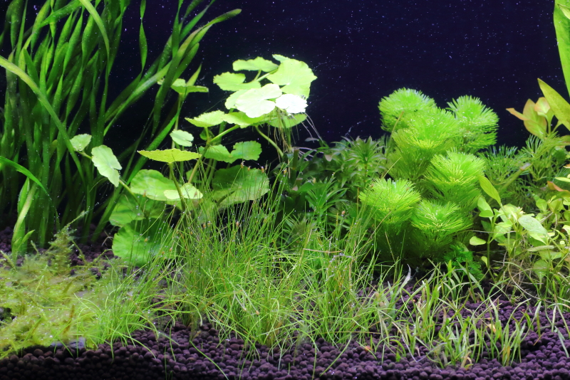 植栽から16日目　ヘアーグラスショート